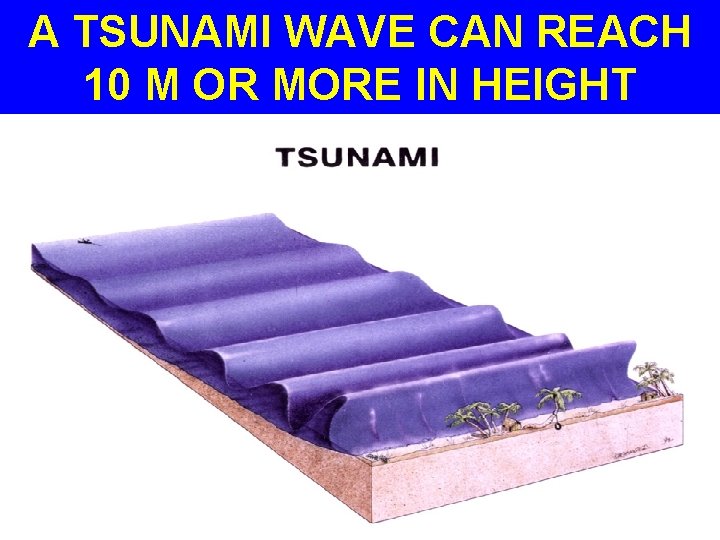A TSUNAMI WAVE CAN REACH 10 M OR MORE IN HEIGHT 