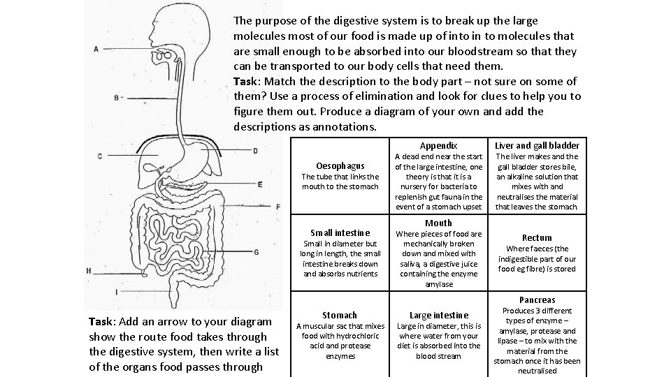 The purpose of the digestive system is to break up the large molecules most