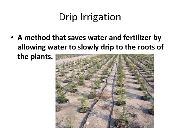 Drip Irrigation • A method that saves water and fertilizer by allowing water to