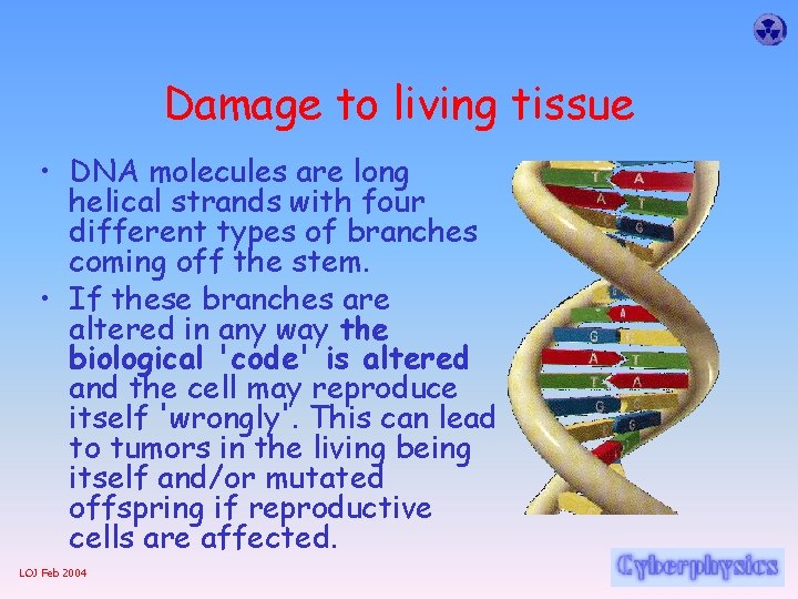 Damage to living tissue • DNA molecules are long helical strands with four different