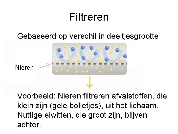 Filtreren Gebaseerd op verschil in deeltjesgrootte Voorbeeld: Nieren filtreren afvalstoffen, die klein zijn (gele