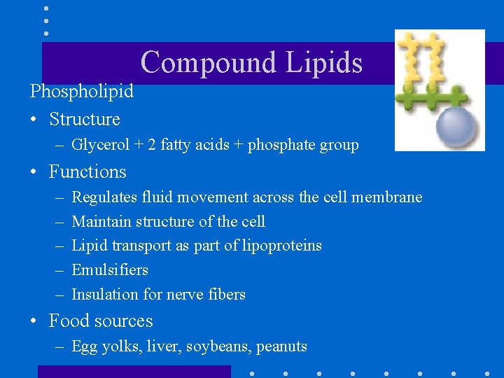 Compound Lipids Phospholipid • Structure – Glycerol + 2 fatty acids + phosphate group