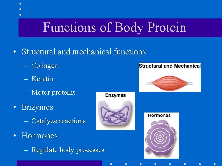 Functions of Body Protein • Structural and mechanical functions – Collagen – Keratin –