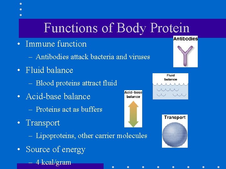 Functions of Body Protein • Immune function – Antibodies attack bacteria and viruses •