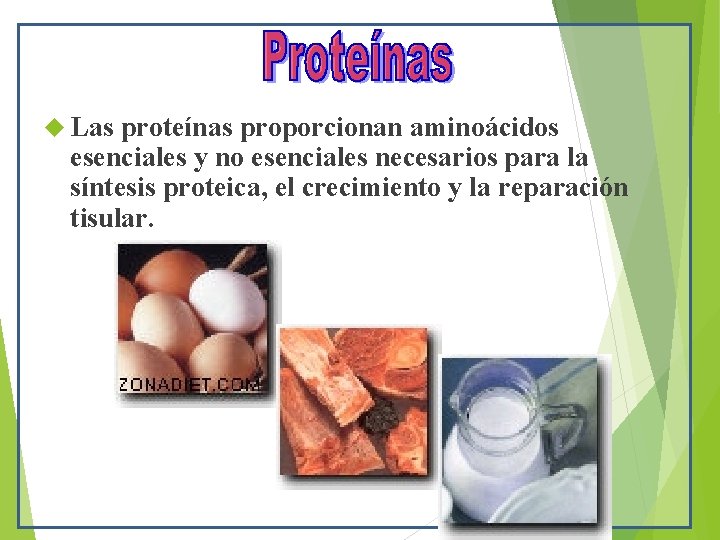  Las proteínas proporcionan aminoácidos esenciales y no esenciales necesarios para la síntesis proteica,