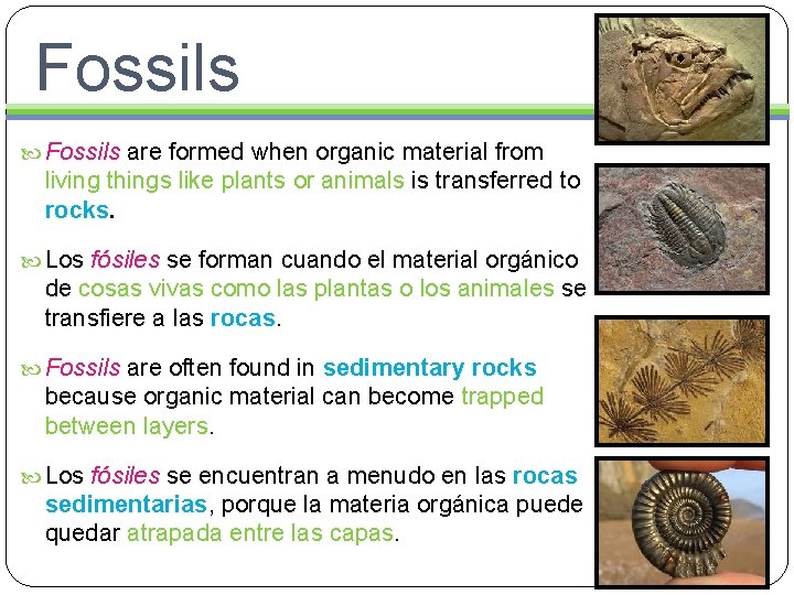 Fossils are formed when organic material from living things like plants or animals is