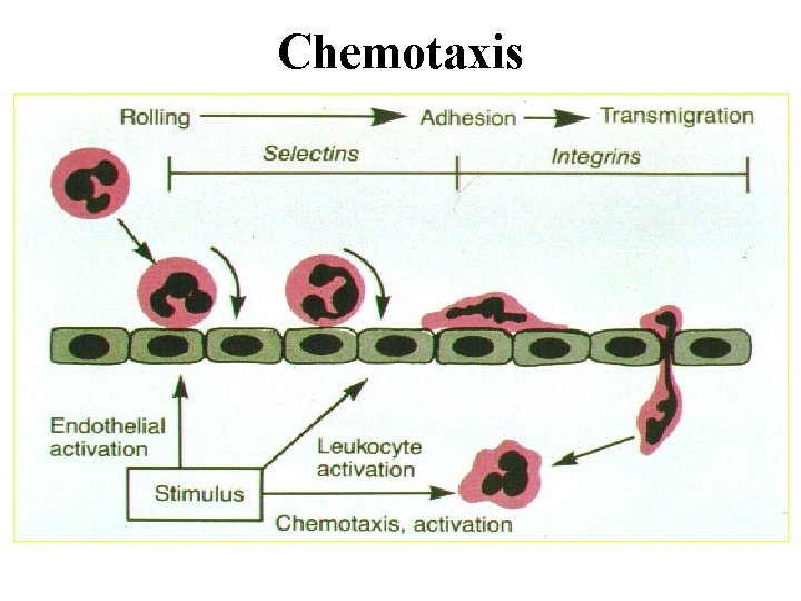 Chemotaxis 