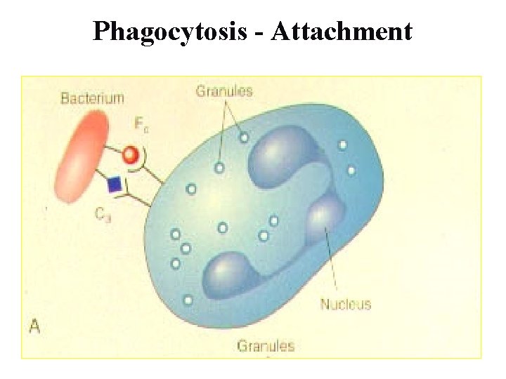 Phagocytosis - Attachment 