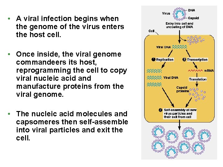  • A viral infection begins when the genome of the virus enters the