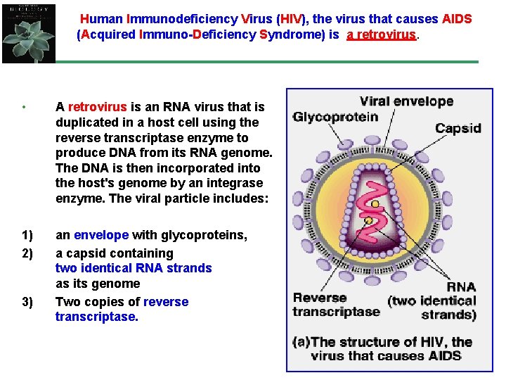  • Human Immunodeficiency Virus (HIV), the virus that causes AIDS (Acquired Immuno-Deficiency Syndrome)