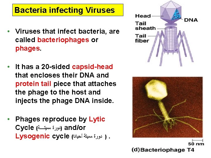 Bacteria infecting Viruses • Viruses that infect bacteria, are called bacteriophages or phages. •