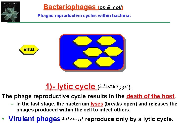 Bacteriophages (on E. coli) Phages reproductive cycles within bacteria: Virus Bacteria 1)- lytic cycle