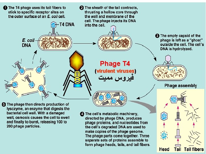 Phage T 4 (virulent viruses) ﻓﻴﺮﻭﺱ ﻣﻤﻴﺖ 14 