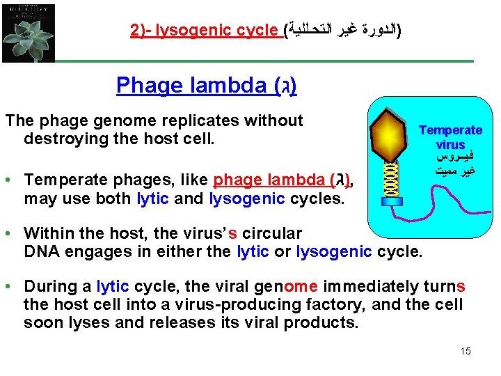 2)- lysogenic cycle ( )ﺍﻟﺪﻭﺭﺓ ﻏﻴﺮ ﺍﻟﺘﺤـﻠﻠﻴﺔ Phage lambda ( )ג The phage genome