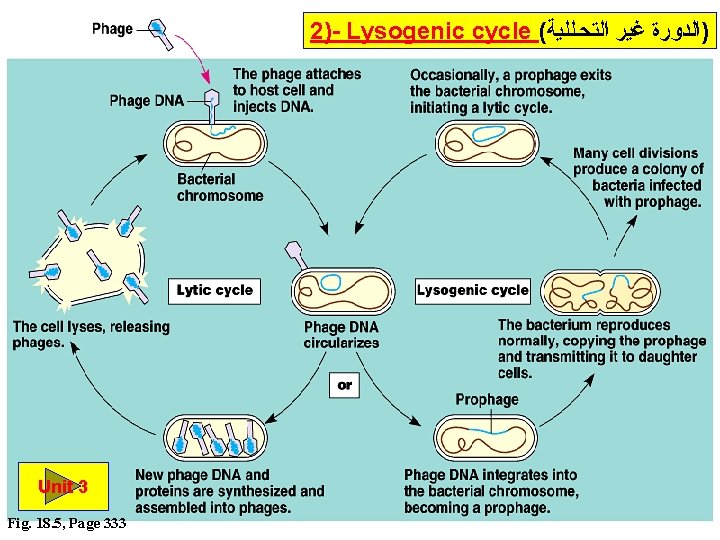 2)- Lysogenic cycle ( )ﺍﻟﺪﻭﺭﺓ ﻏﻴﺮ ﺍﻟﺘﺤـﻠﻠﻴﺔ Unit 3 Fig. 18. 5, Page 333