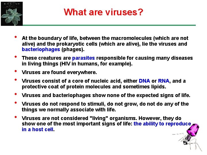 What are viruses? • • At the boundary of life, between the macromolecules (which