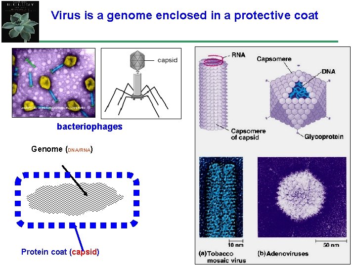 Virus is a genome enclosed in a protective coat bacteriophages Genome (DNA/RNA) Protein coat