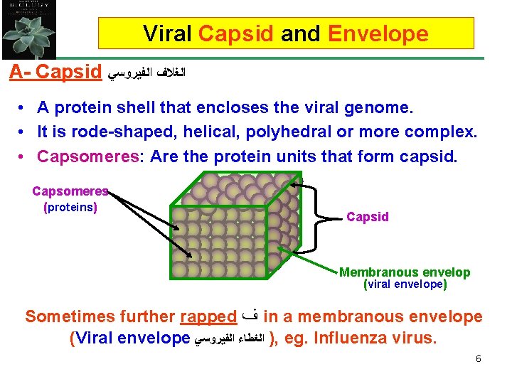 Viral Capsid and Envelope A- Capsid ﺍﻟﻐﻼﻑ ﺍﻟﻔﻴﺮﻭﺳﻲ • A protein shell that encloses