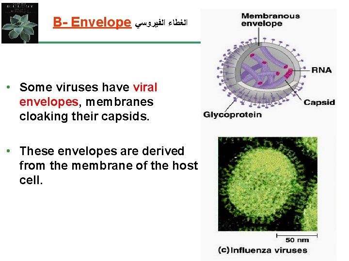B- Envelope ﺍﻟﻐﻄﺎﺀ ﺍﻟﻔﻴﺮﻭﺳﻲ • Some viruses have viral envelopes, membranes cloaking their capsids.