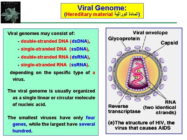 Viral Genome: (Hereditary material )ﺍﻟﻤﺎﺩﺓ ﺍﻟﻮﺭﺍﺛﻴﺔ Viral genomes may consist of: - double-stranded DNA