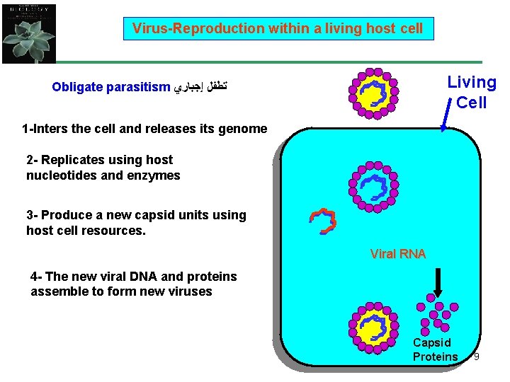 Virus-Reproduction within a living host cell Living Cell Obligate parasitism ﺗﻄﻔﻞ ﺇﺟﺒﺎﺭﻱ 1 -Inters