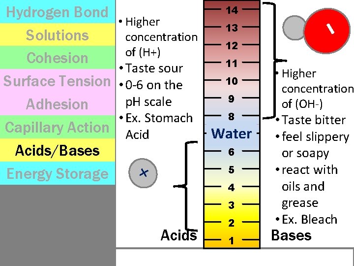  • Taste sour • 0 -6 on the p. H scale • Ex.