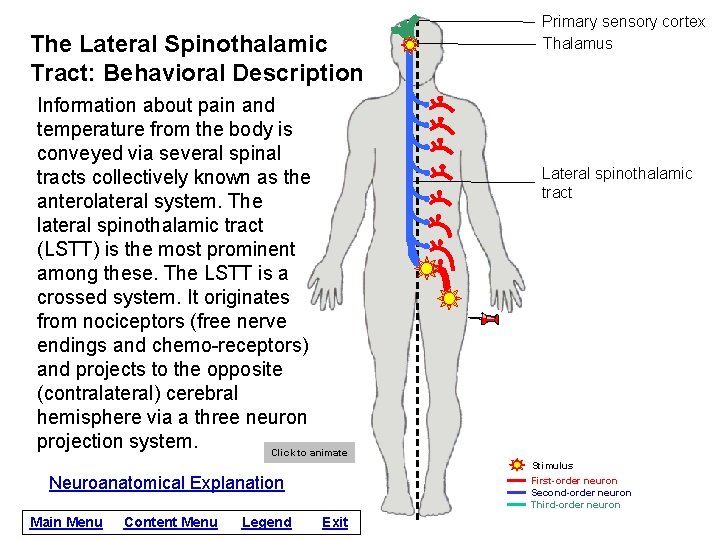 The Lateral Spinothalamic Tract: Behavioral Description Information about pain and temperature from the body
