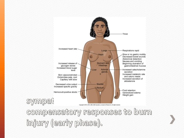 sympathetic nervous system compensatory responses to burn injury (early phase). 