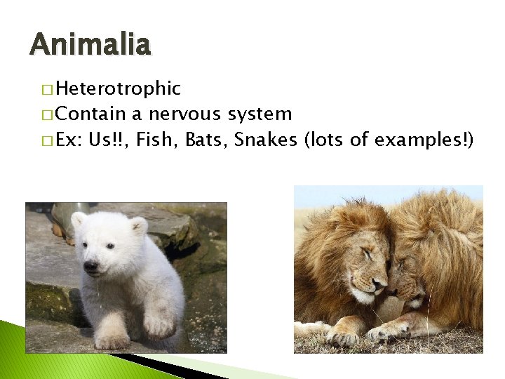 Animalia � Heterotrophic � Contain a nervous system � Ex: Us!!, Fish, Bats, Snakes