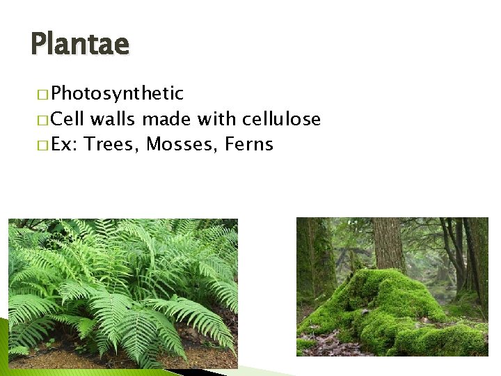 Plantae � Photosynthetic � Cell walls made with cellulose � Ex: Trees, Mosses, Ferns