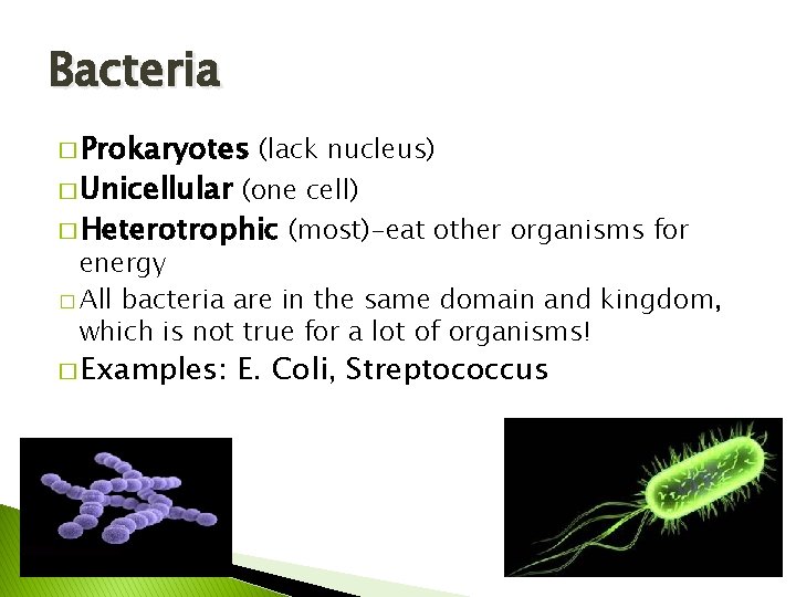 Bacteria � Prokaryotes � Unicellular (lack nucleus) (one cell) � Heterotrophic (most)-eat other organisms