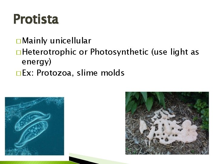 Protista � Mainly unicellular � Heterotrophic or Photosynthetic (use light as energy) � Ex: