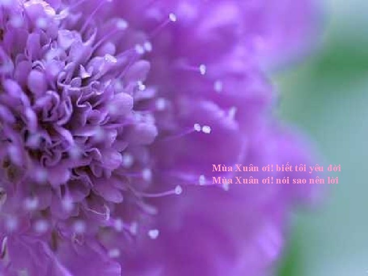 Mùa Xuân ơi! biết tôi yêu đời Mùa Xuân ơi! nói sao nên lời