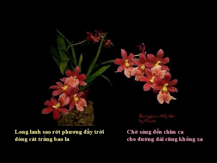 Long lanh sao rớt phương đầy trời dòng cát trắng bao la Chờ sáng