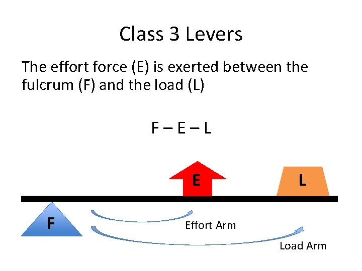Class 3 Levers The effort force (E) is exerted between the fulcrum (F) and