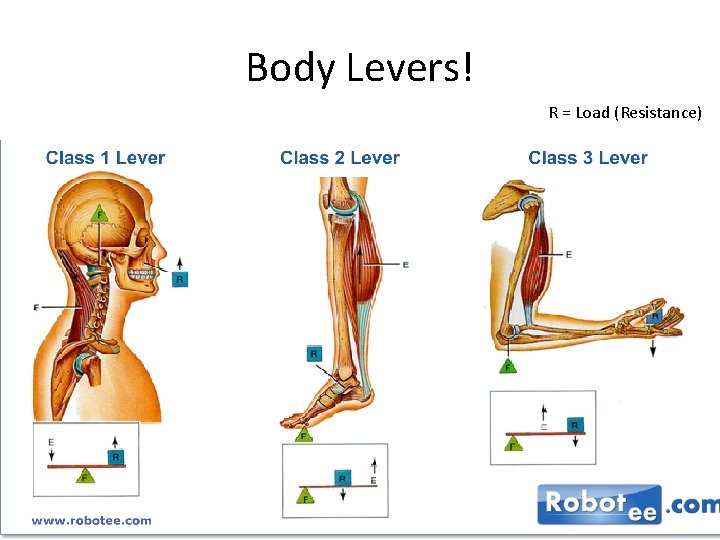 Body Levers! R = Load (Resistance) 