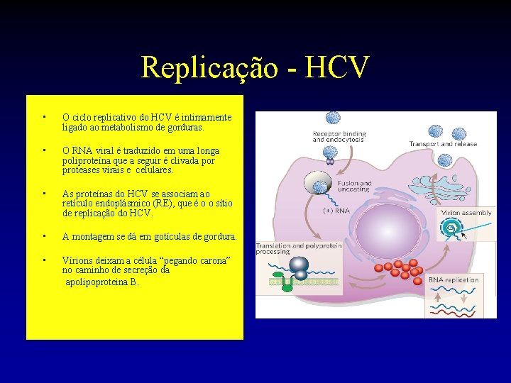 Replicação - HCV • O ciclo replicativo do HCV é intimamente ligado ao metabolismo