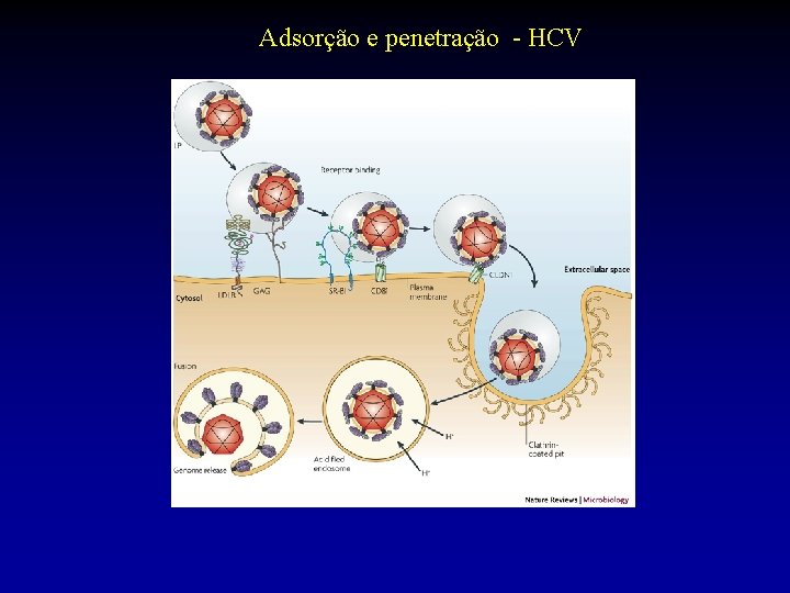 Adsorção e penetração - HCV 