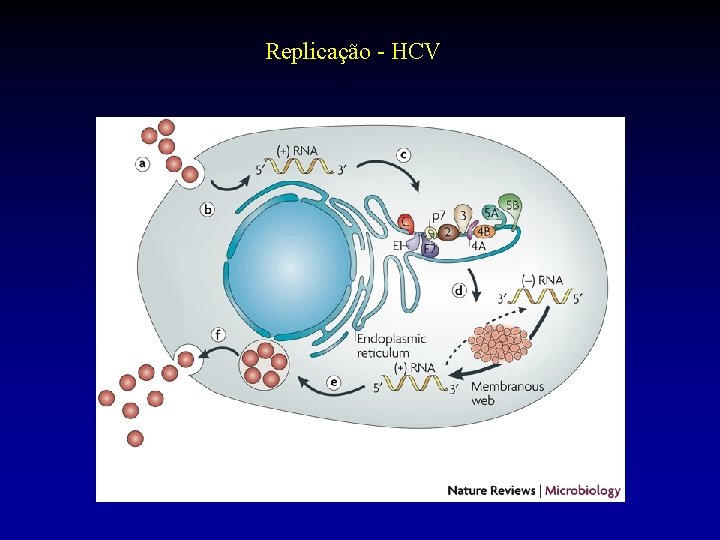 Replicação - HCV 