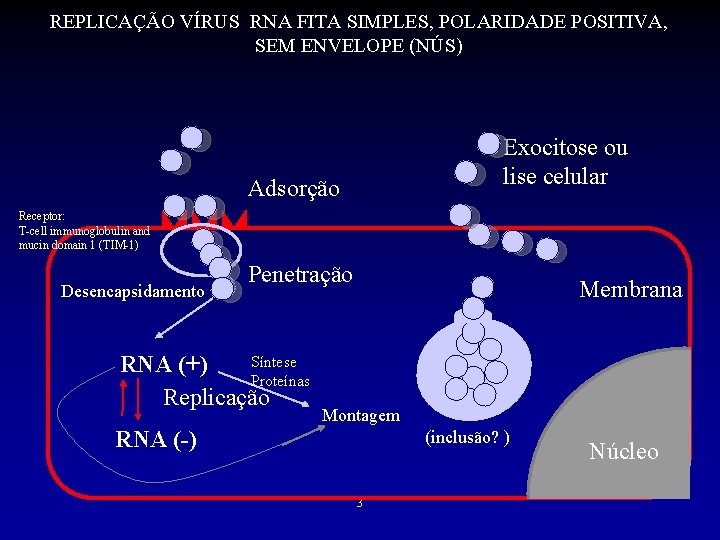 REPLICAÇÃO VÍRUS RNA FITA SIMPLES, POLARIDADE POSITIVA, SEM ENVELOPE (NÚS) Exocitose ou lise celular