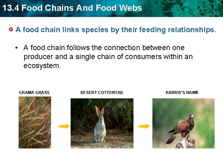 13. 4 Food Chains And Food Webs A food chain links species by their