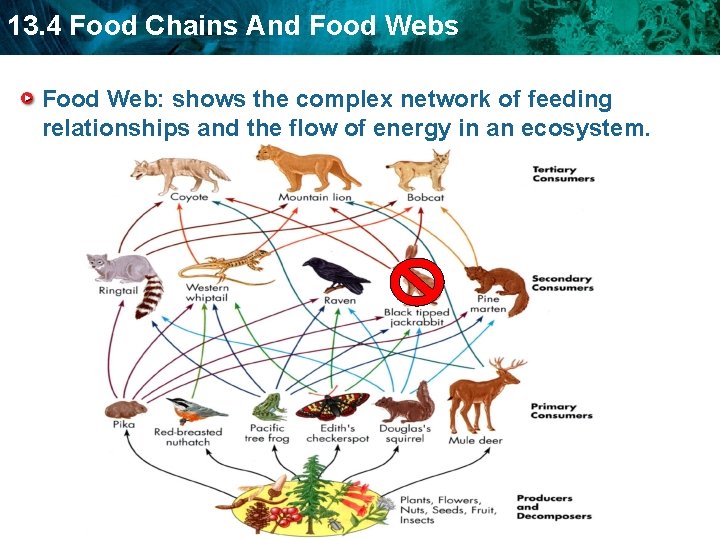 13. 4 Food Chains And Food Webs Food Web: shows the complex network of