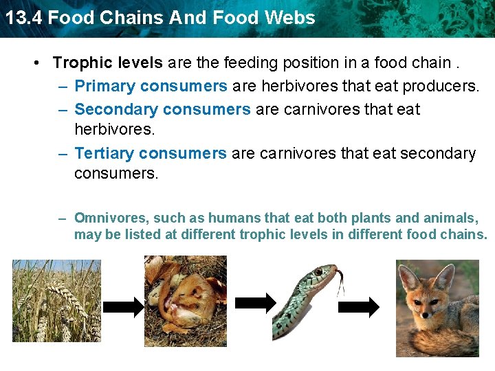 13. 4 Food Chains And Food Webs • Trophic levels are the feeding position