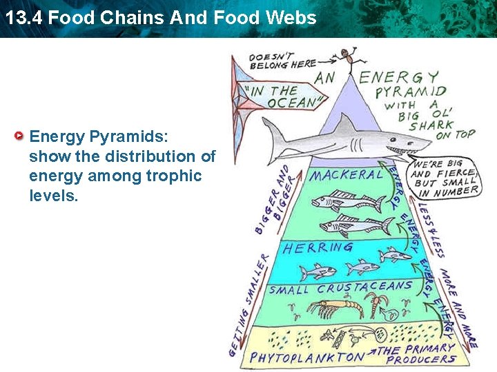 13. 4 Food Chains And Food Webs Energy Pyramids: show the distribution of energy