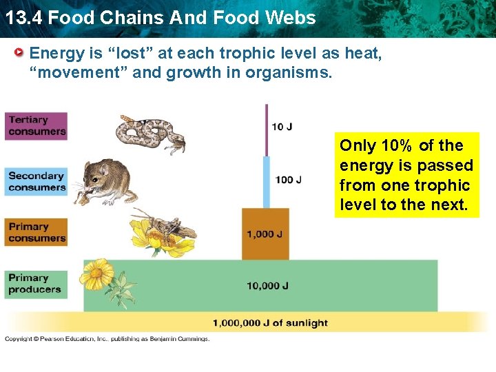 13. 4 Food Chains And Food Webs Energy is “lost” at each trophic level