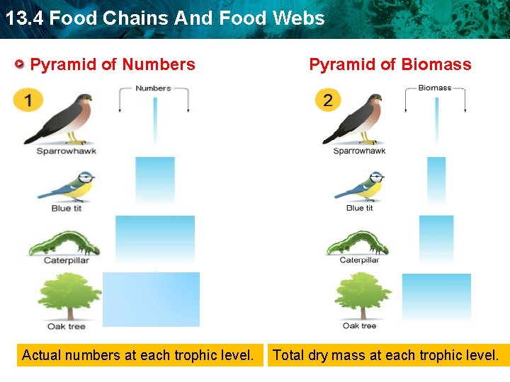 13. 4 Food Chains And Food Webs Pyramid of Numbers Actual numbers at each