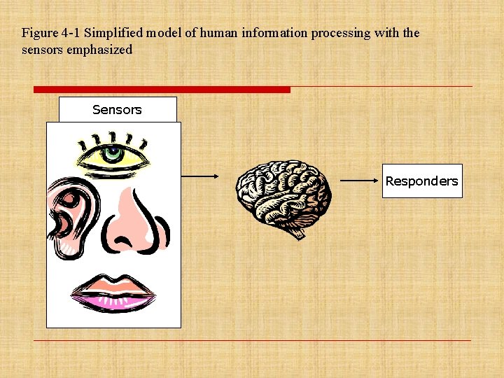 Figure 4 -1 Simplified model of human information processing with the sensors emphasized Sensors