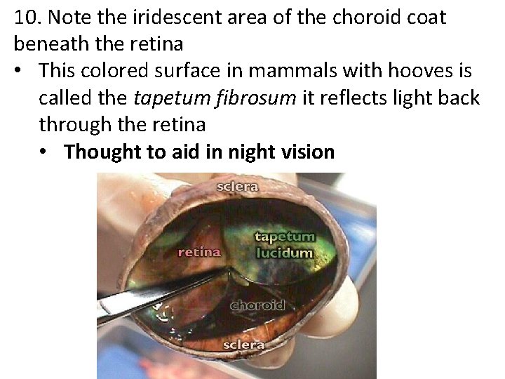 10. Note the iridescent area of the choroid coat beneath the retina • This