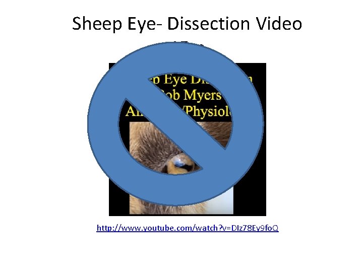 Sheep Eye- Dissection Video 15 m http: //www. youtube. com/watch? v=DIz 78 Ey 9