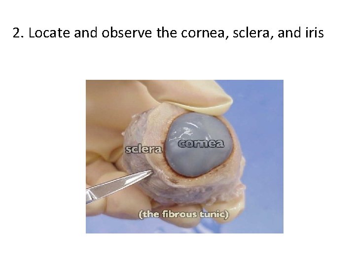 2. Locate and observe the cornea, sclera, and iris 
